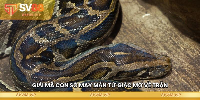 Giải mã con số may mắn từ giấc mơ về trăn