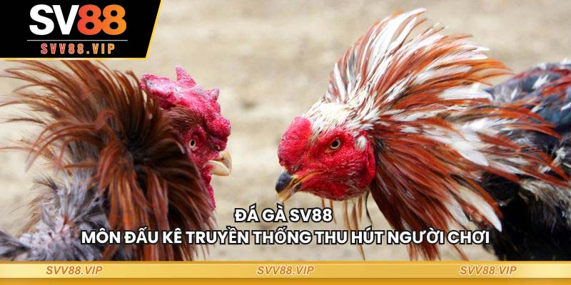 Đá gà SV88 - Môn đấu kê truyền thống thu hút người chơi